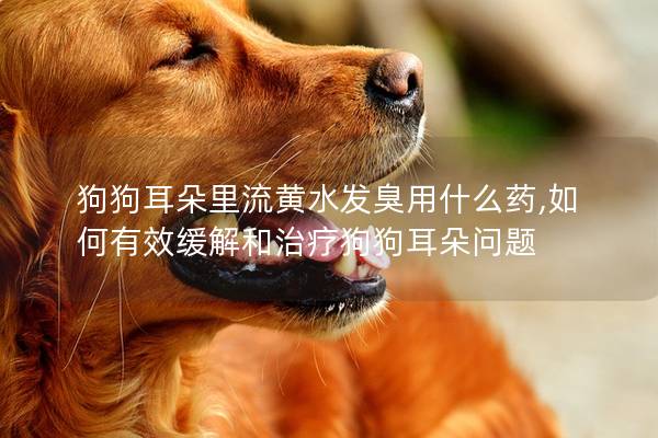 狗狗耳朵里流黃水發(fā)臭用什么藥,如何有效緩解和治療狗狗耳朵問題 狗狗耳朵里流黃水發(fā)臭用什么藥,如何有效緩解和治療狗狗耳朵問題