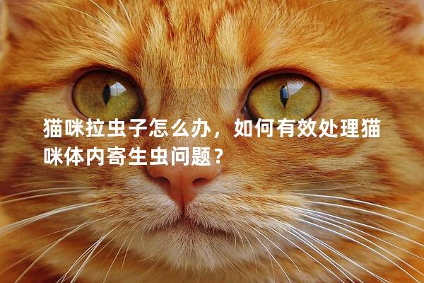 貓咪拉蟲子怎么辦，如何有效處理貓咪體內寄生蟲問題？
