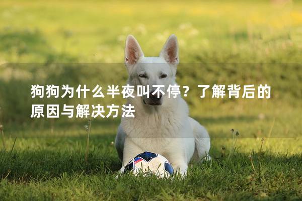 狗狗為什么半夜叫不停？了解背后的原因與解決方法