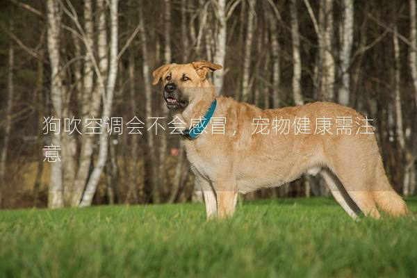 狗吹空調會不會感冒,寵物健康需注意 狗吹空調會不會感冒,寵物健康需注意