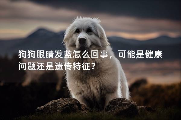 狗狗眼睛發(fā)藍怎么回事，可能是健康問題還是遺傳特征？