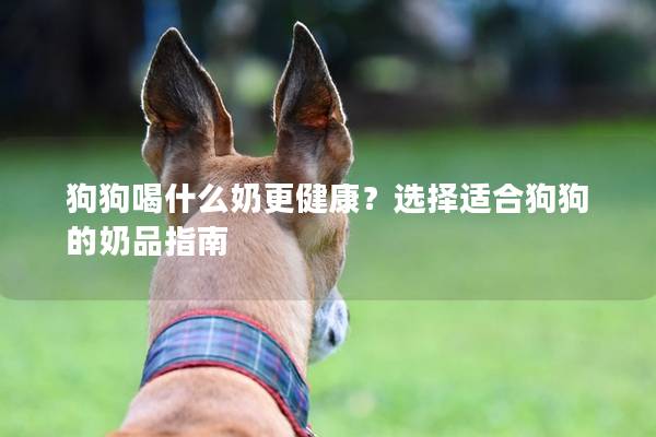 狗狗喝什么奶更健康？選擇適合狗狗的奶品指南