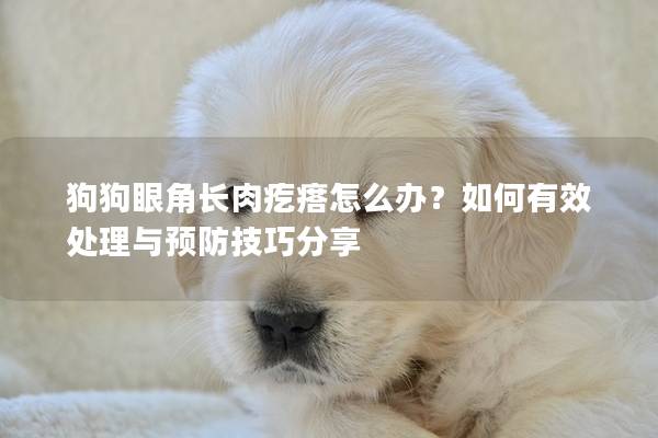 狗狗眼角長(zhǎng)肉疙瘩怎么辦？如何有效處理與預(yù)防技巧分享