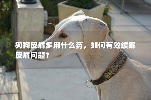 狗狗皮屑多用什么藥，如何有效緩解皮屑問題？