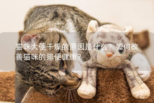 貓咪大便干燥的原因是什么？如何改善貓咪的排便健康？