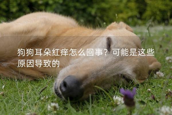 狗狗耳朵紅癢怎么回事？可能是這些原因?qū)е碌?></em><p>狗狗耳朵紅癢怎么回事？可能是這些原因?qū)е碌?/p><span>2025-01-25</span></a></li><li><a title=