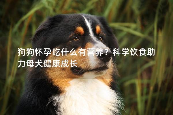 狗狗懷孕吃什么有營(yíng)養(yǎng)？科學(xué)飲食助力母犬健康成長(zhǎng)