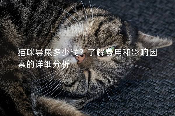 貓咪導尿多少錢？了解費用和影響因素的詳細分析
