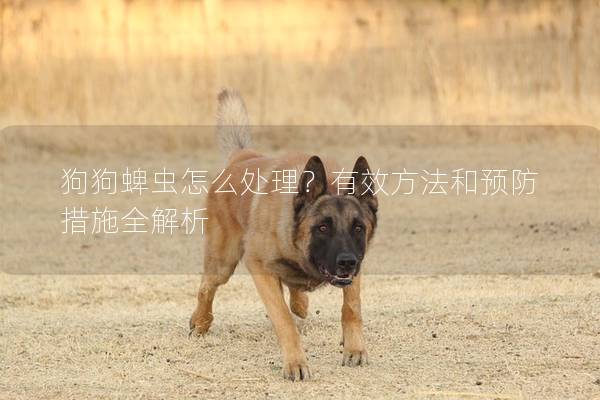 狗狗蜱蟲(chóng)怎么處理？有效方法和預(yù)防措施全解析