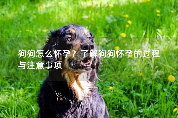 狗狗怎么懷孕？了解狗狗懷孕的過程與注意事項(xiàng)