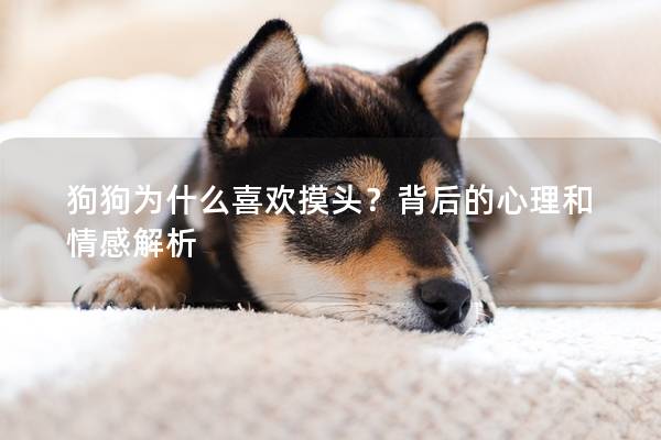 狗狗為什么喜歡摸頭？背后的心理和情感解析