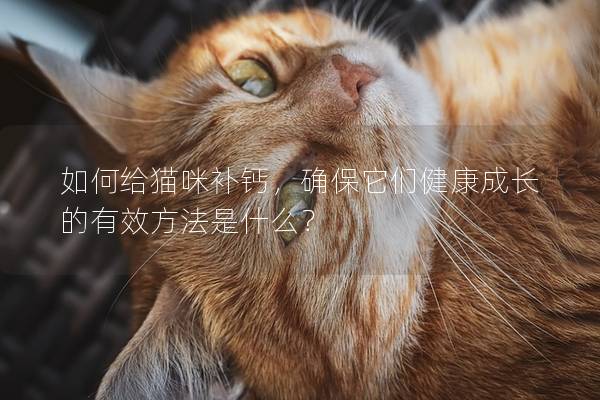如何給貓咪補(bǔ)鈣，確保它們健康成長的有效方法是什么？