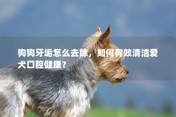 狗狗牙垢怎么去除，如何有效清潔愛犬口腔健康？