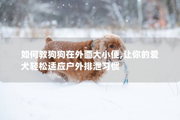 如何教狗狗在外面大小便,讓你的愛犬輕松適應(yīng)戶外排泄習(xí)慣