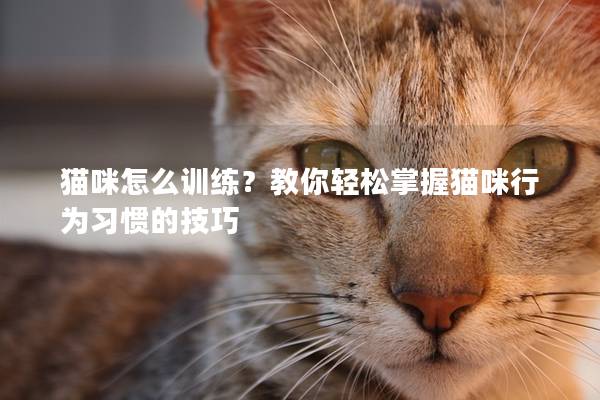 貓咪怎么訓(xùn)練？教你輕松掌握貓咪行為習(xí)慣的技巧