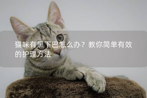 貓咪有黑下巴怎么辦？教你簡單有效的護理方法