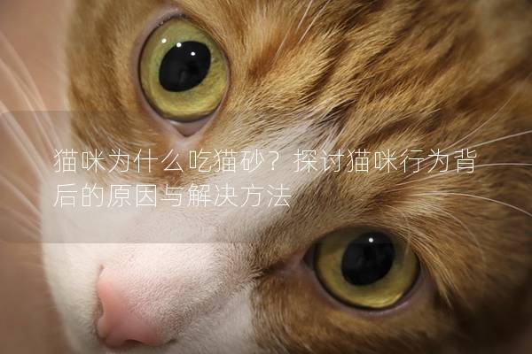 貓咪為什么吃貓砂？探討貓咪行為背后的原因與解決方法