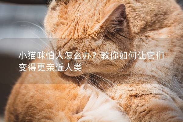 小貓咪怕人怎么辦？教你如何讓它們變得更親近人類
