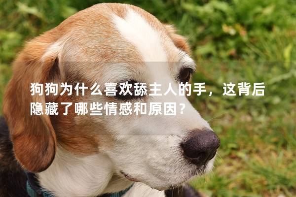 狗狗為什么喜歡舔主人的手，這背后隱藏了哪些情感和原因？