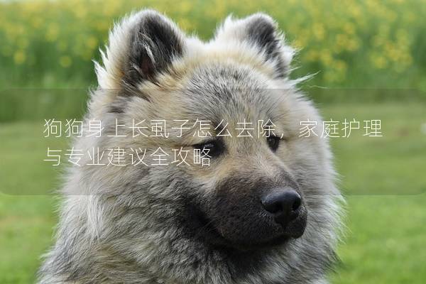 狗狗身上長(zhǎng)虱子怎么去除，家庭護(hù)理與專業(yè)建議全攻略