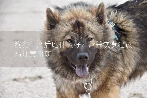 狗狗生產后吃什么好？營養飲食建議與注意事項
