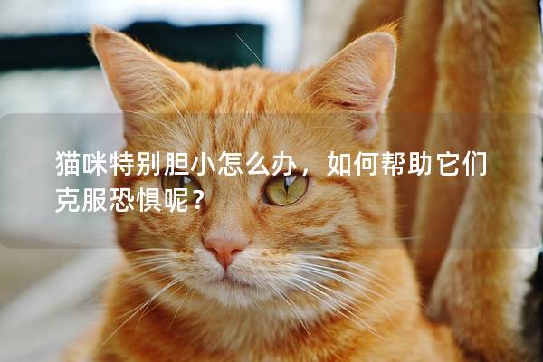 貓咪特別膽小怎么辦，如何幫助它們克服恐懼呢？