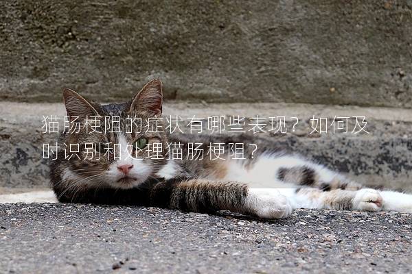 貓腸梗阻的癥狀有哪些表現？如何及時識別和處理貓腸梗阻？