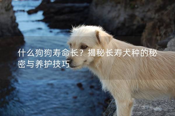 什么狗狗壽命長？揭秘長壽犬種的秘密與養(yǎng)護技巧