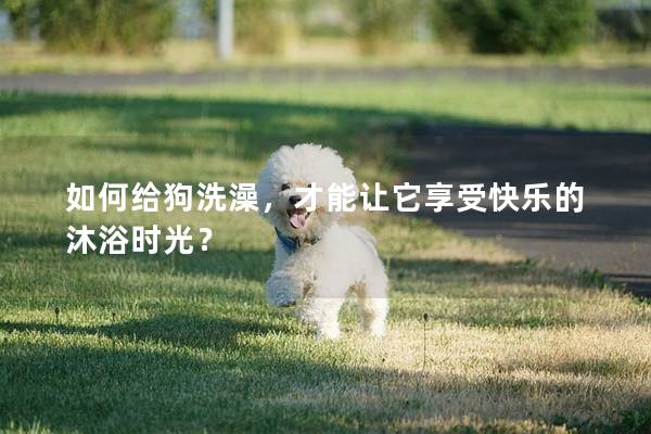 如何給狗洗澡，才能讓它享受快樂的沐浴時光？