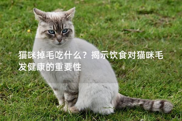 貓咪掉毛吃什么？揭示飲食對貓咪毛發健康的重要性