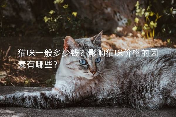 貓咪一般多少錢？影響貓咪價格的因素有哪些？