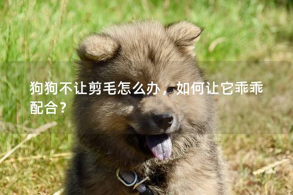 狗狗不讓剪毛怎么辦,如何讓它乖乖配合? 狗狗不讓剪毛怎么辦,如何讓它乖乖配合?