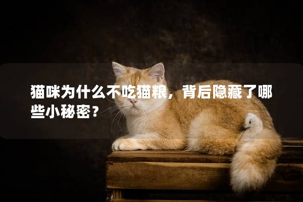 貓咪為什么不吃貓糧，背后隱藏了哪些小秘密？