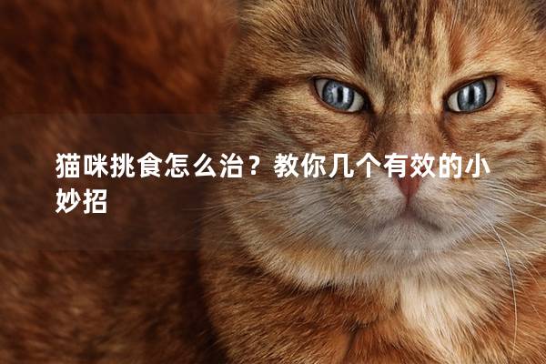 貓咪挑食怎么治？教你幾個有效的小妙招