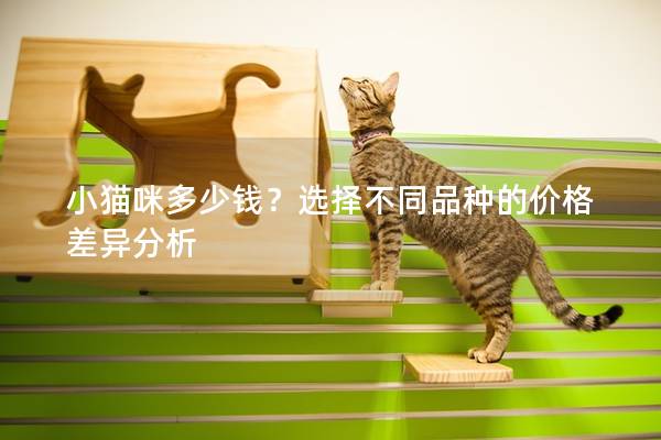 小貓咪多少錢(qián)？選擇不同品種的價(jià)格差異分析