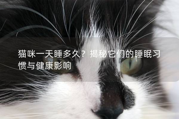 貓咪一天睡多久？揭秘它們的睡眠習慣與健康影響