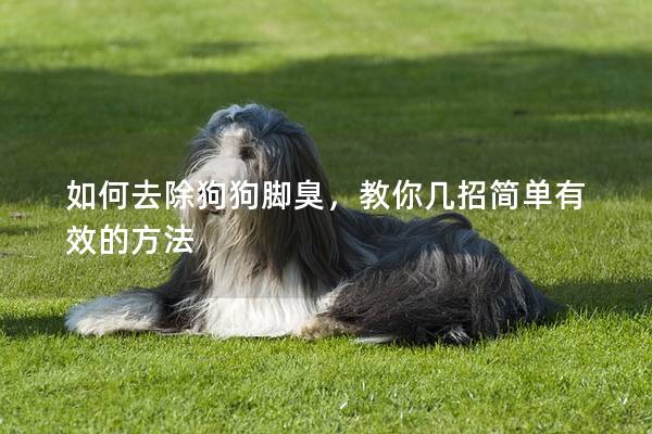 如何去除狗狗腳臭，教你幾招簡單有效的方法