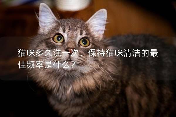 貓咪多久洗一次，保持貓咪清潔的最佳頻率是什么？