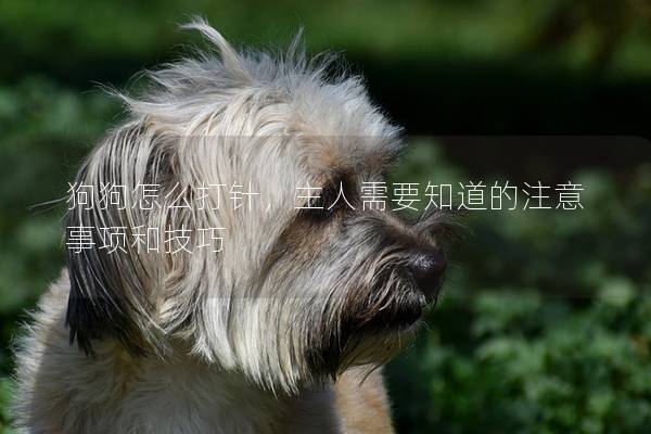 狗狗怎么打針，主人需要知道的注意事項(xiàng)和技巧