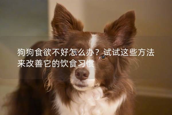 狗狗食欲不好怎么辦？試試這些方法來改善它的飲食習慣