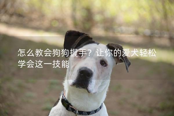 怎么教會狗狗握手?讓你的愛犬輕松學會這一技能 怎么教會狗狗握手?讓你的愛犬輕松學會這一技能