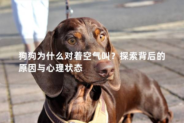 狗狗為什么對著空氣叫？探索背后的原因與心理狀態
