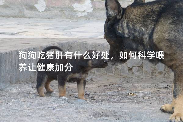 狗狗吃豬肝有什么好處，如何科學喂養讓健康加分