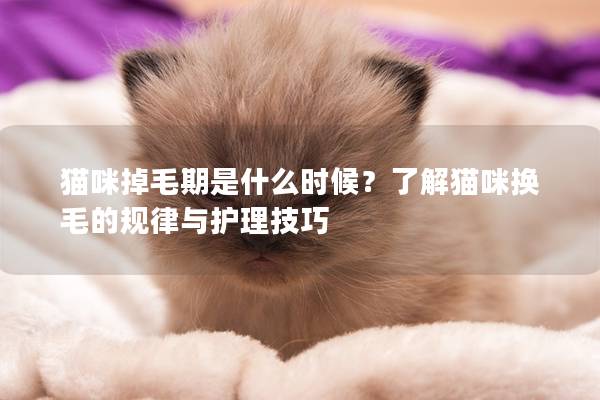 貓咪掉毛期是什么時候？了解貓咪換毛的規律與護理技巧