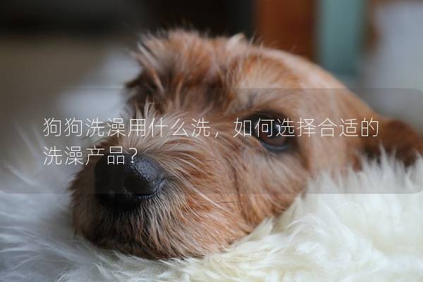 狗狗洗澡用什么洗，如何選擇合適的洗澡產品？