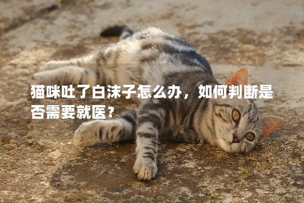 貓咪吐了白沫子怎么辦，如何判斷是否需要就醫？