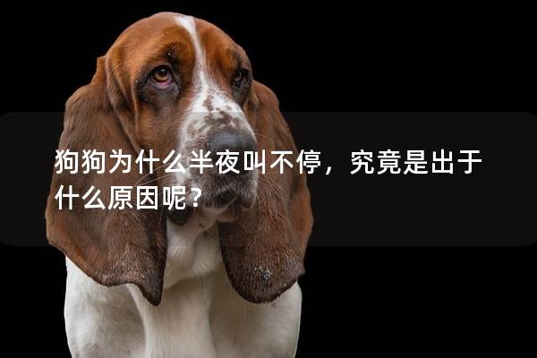 狗狗為什么半夜叫不停，究竟是出于什么原因呢？