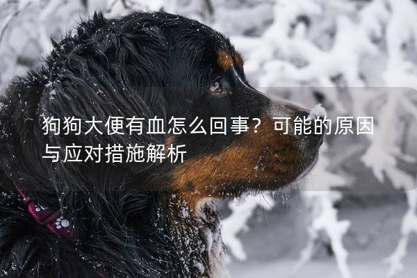 狗狗大便有血怎么回事？可能的原因與應對措施解析