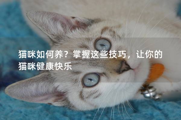 貓咪如何養(yǎng)？掌握這些技巧，讓你的貓咪健康快樂