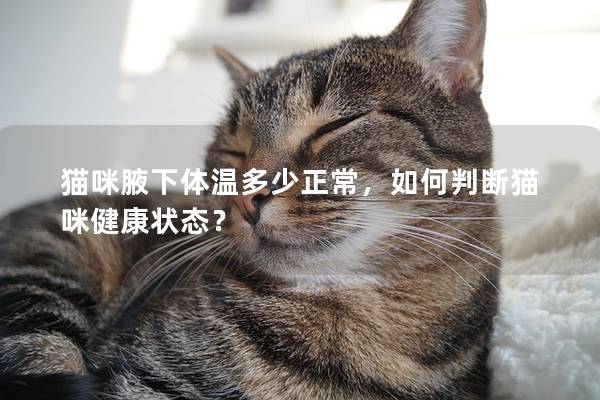 貓咪腋下體溫多少正常，如何判斷貓咪健康狀態？